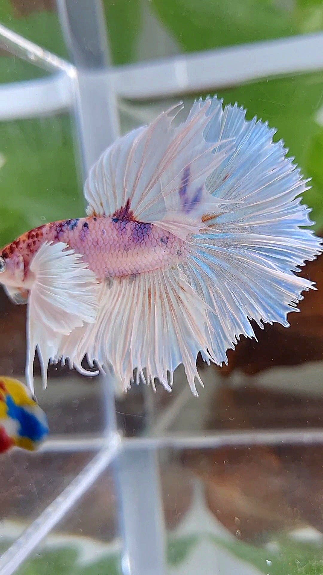 HALFMOON SUPER DUMBO EAR ROSETAIL WHITE CANDY MULTICOLOR BETTA FISH