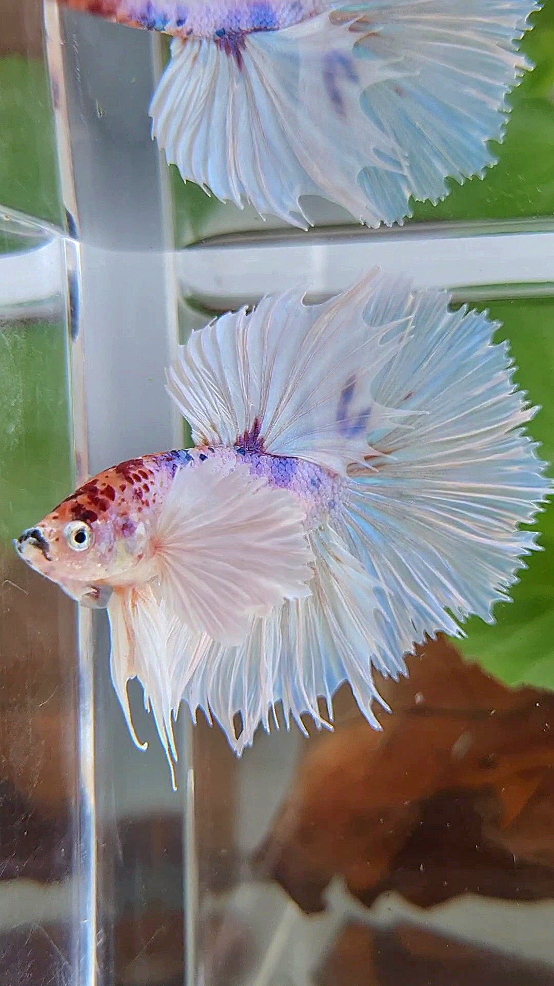 HALFMOON SUPER DUMBO EAR ROSETAIL WHITE CANDY MULTICOLOR BETTA FISH