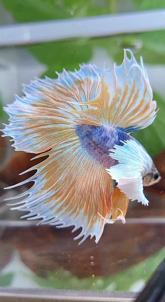XL HALFMOON CROWNTAIL SUPER DUMBO EAR YELLOW BLUE MASCOT BETTA FISH