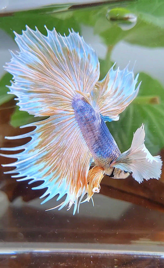 XL HALFMOON CROWNTAIL SUPER DUMBO EAR YELLOW BLUE MASCOT BETTA FISH