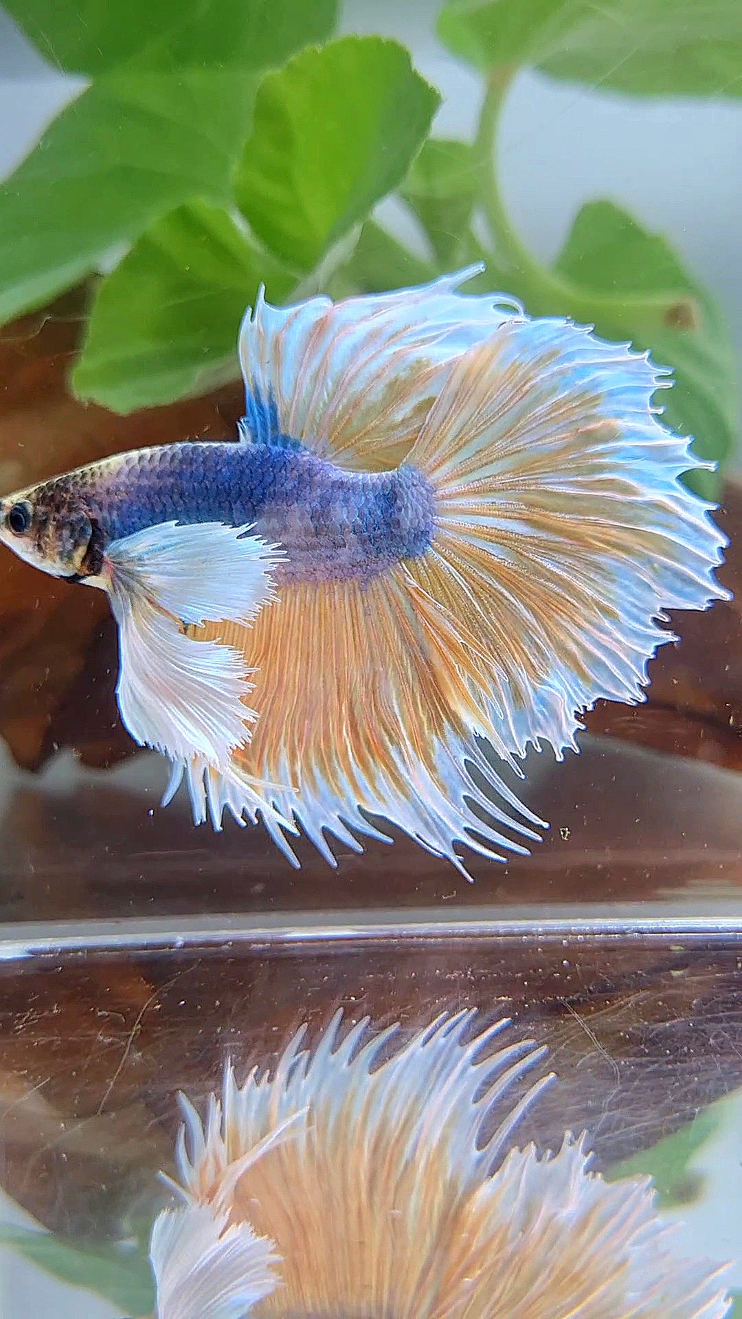 XL HALFMOON CROWNTAIL SUPER DUMBO EAR YELLOW BLUE MASCOT BETTA FISH