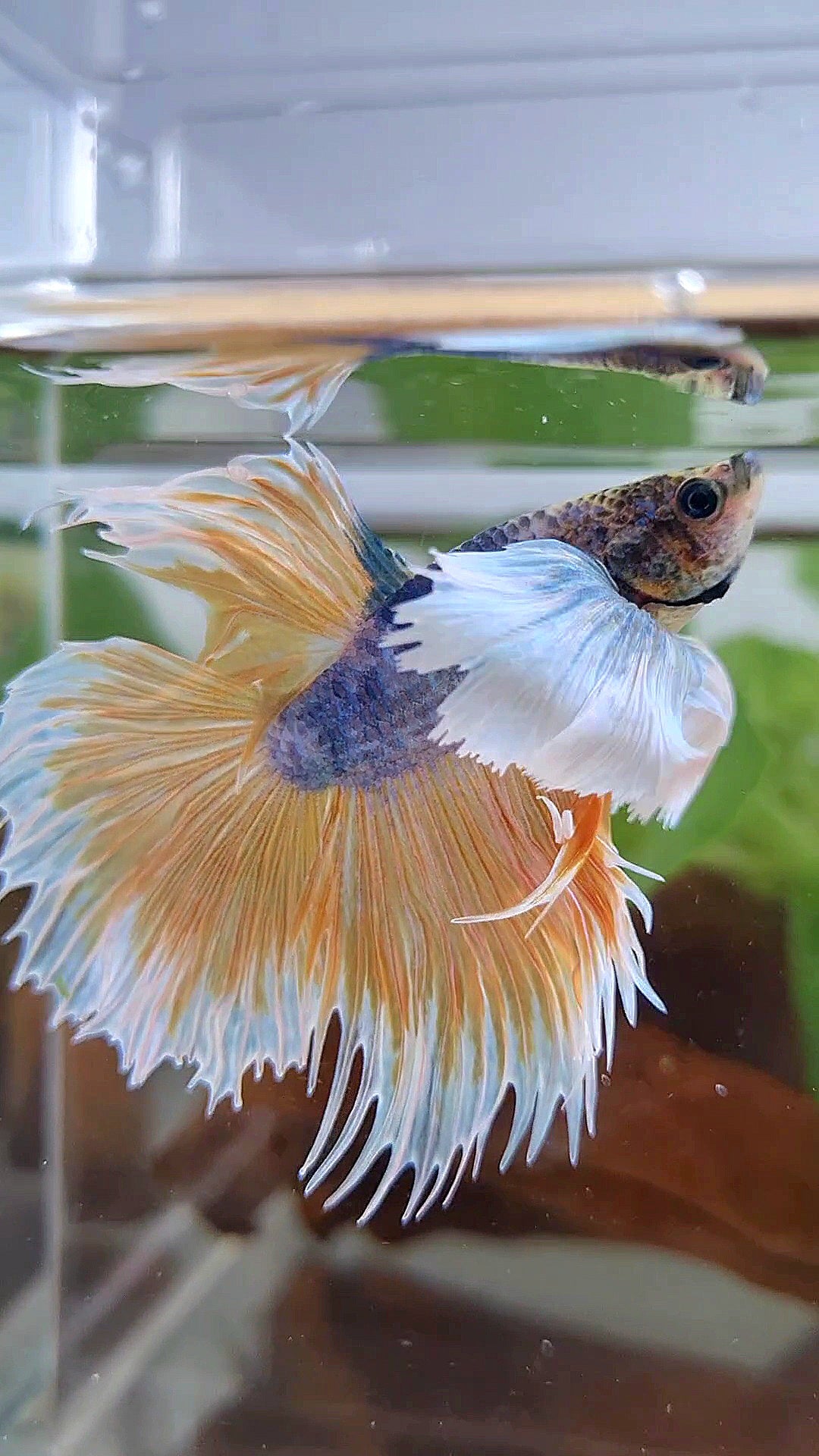 XL HALFMOON CROWNTAIL SUPER DUMBO EAR YELLOW BLUE MASCOT BETTA FISH