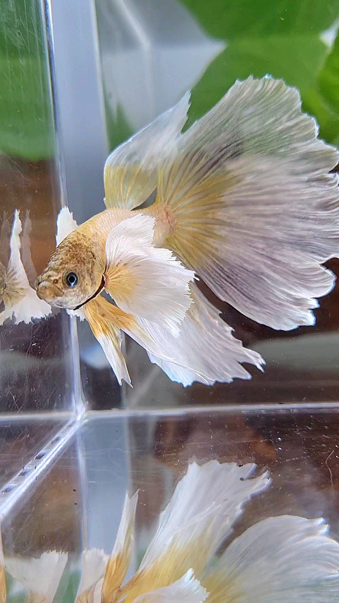 HALFMOON SUPER DUMBO EAR GOLD BUTTERFLY BETTA FISH