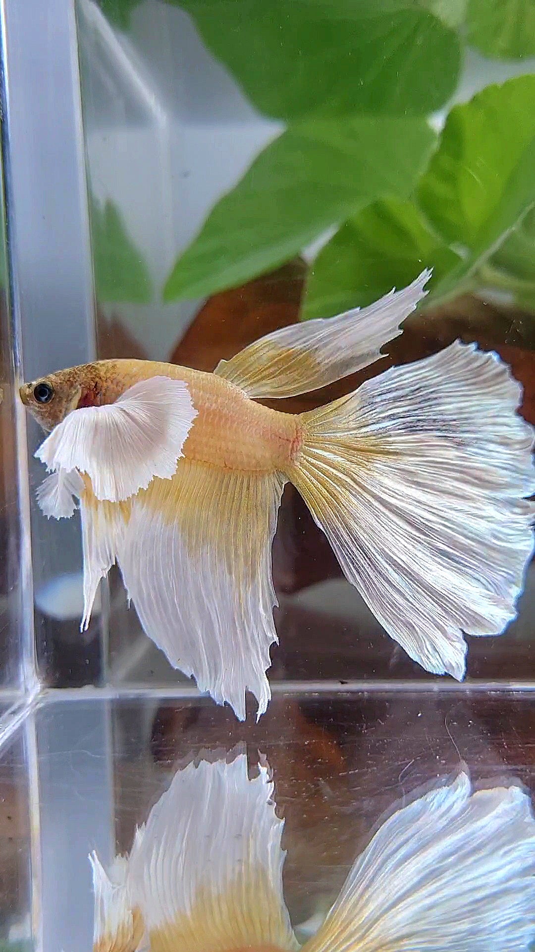 HALFMOON SUPER DUMBO EAR GOLD BUTTERFLY BETTA FISH