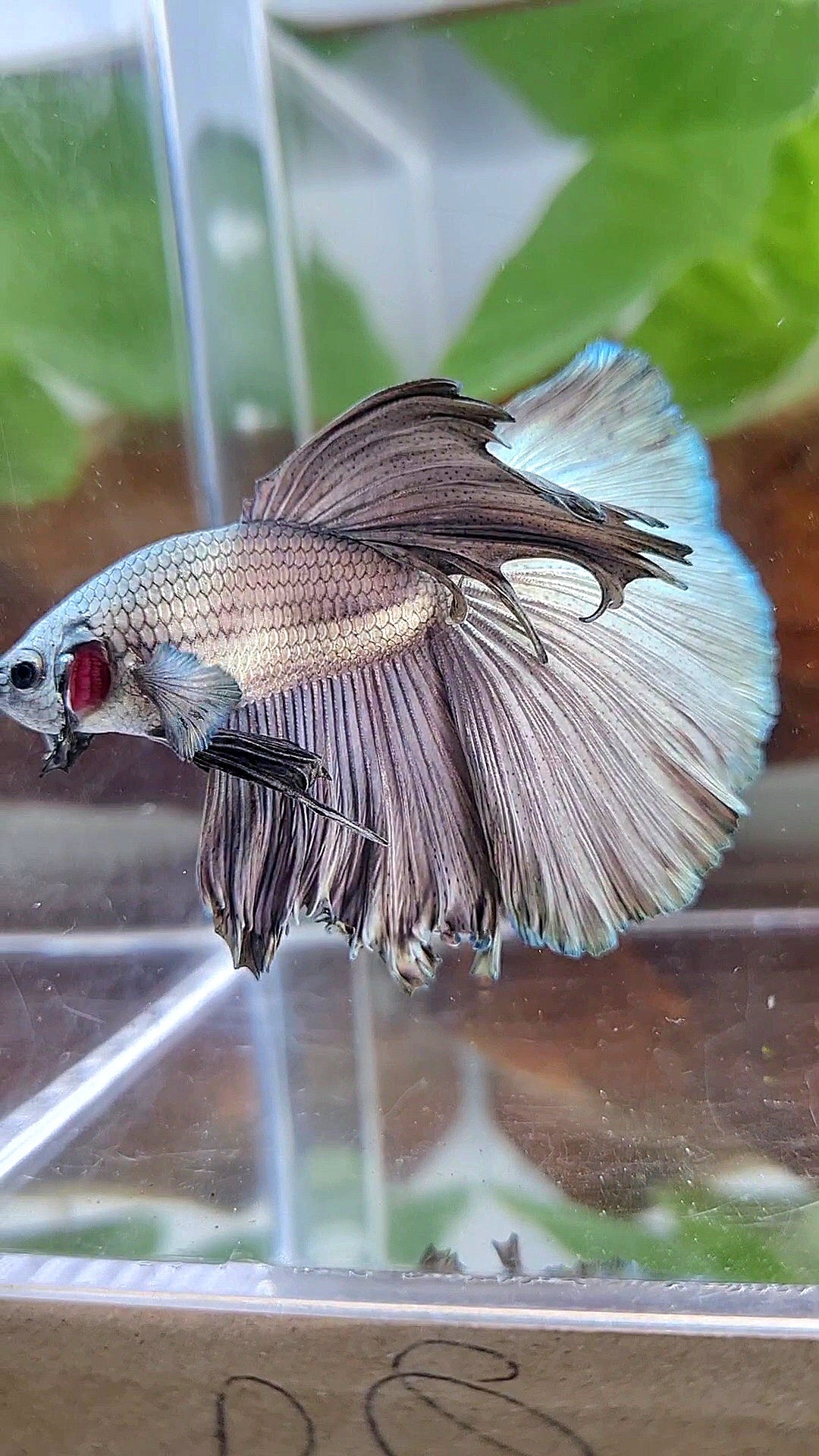 HALFMOON ROSETAIL SUPER COPPER SOLID BETTA FISH