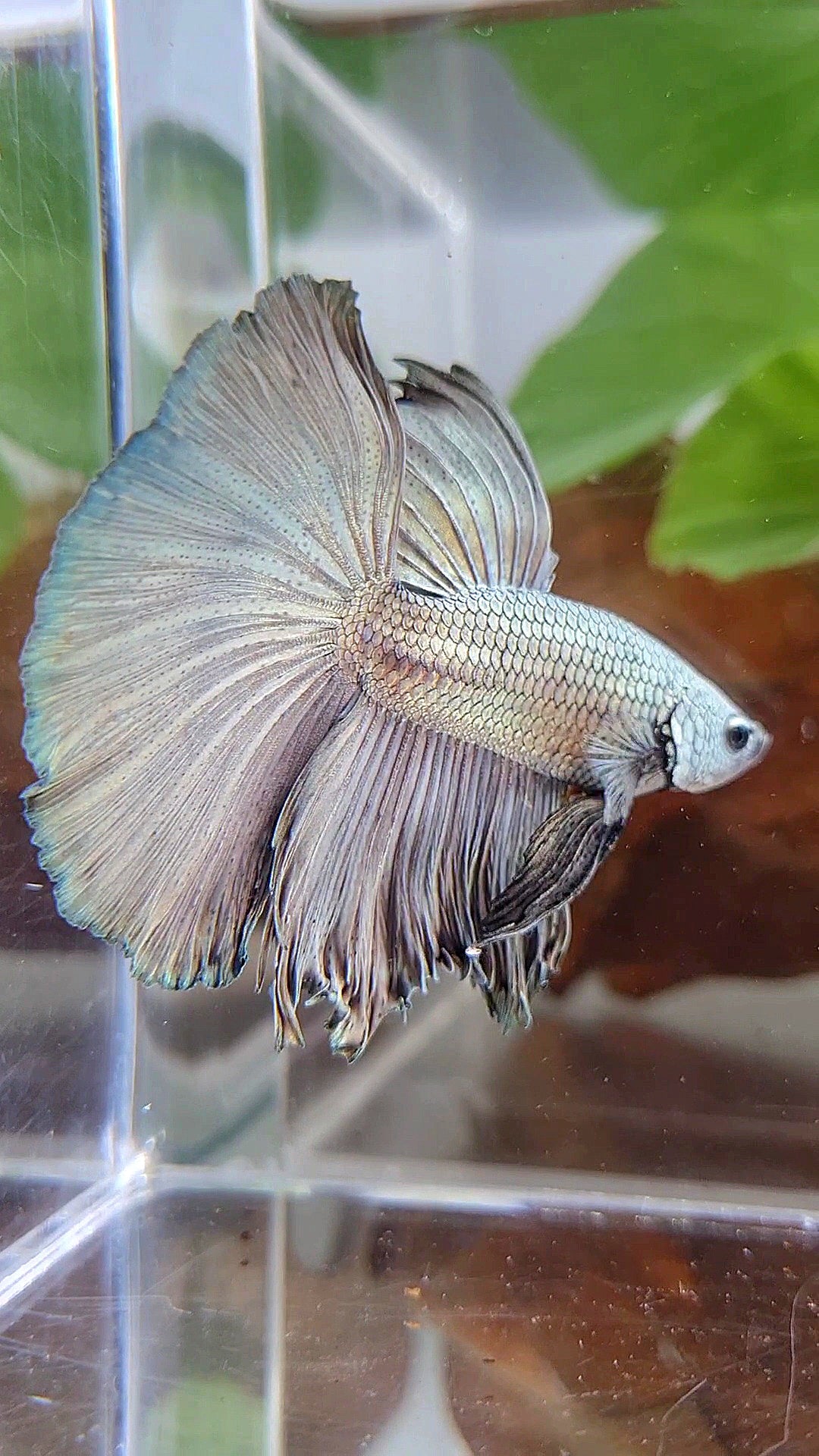 HALFMOON ROSETAIL SUPER COPPER SOLID BETTA FISH