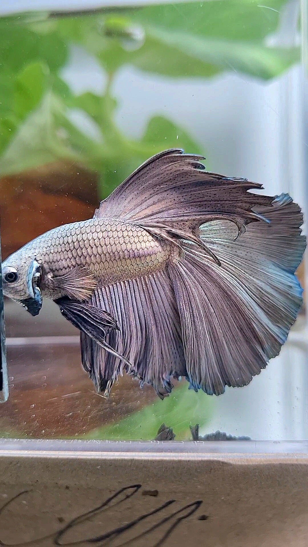HALFMOON ROSETAIL SUPER COPPER SOLID BETTA FISH