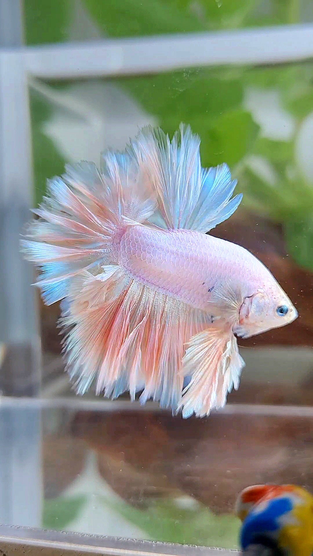 LUXURY KING FEATHER TAIL HALFMOON PASTEL BETTA FISH