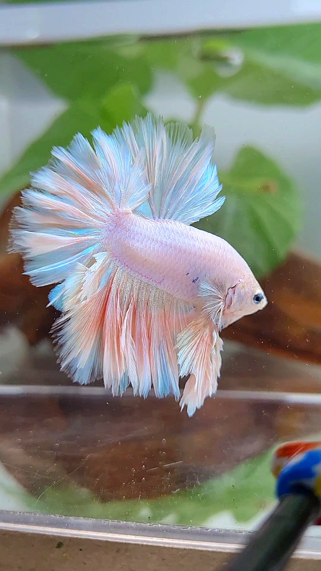 LUXURY KING FEATHER TAIL HALFMOON PASTEL BETTA FISH
