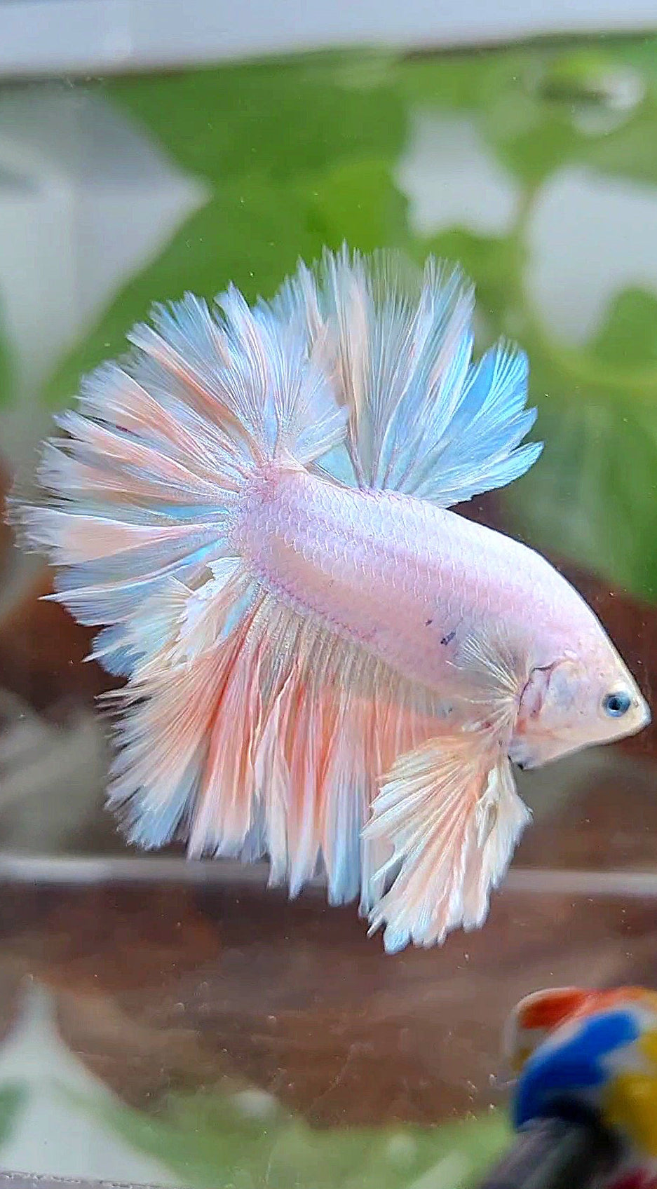 LUXURY KING FEATHER TAIL HALFMOON PASTEL BETTA FISH