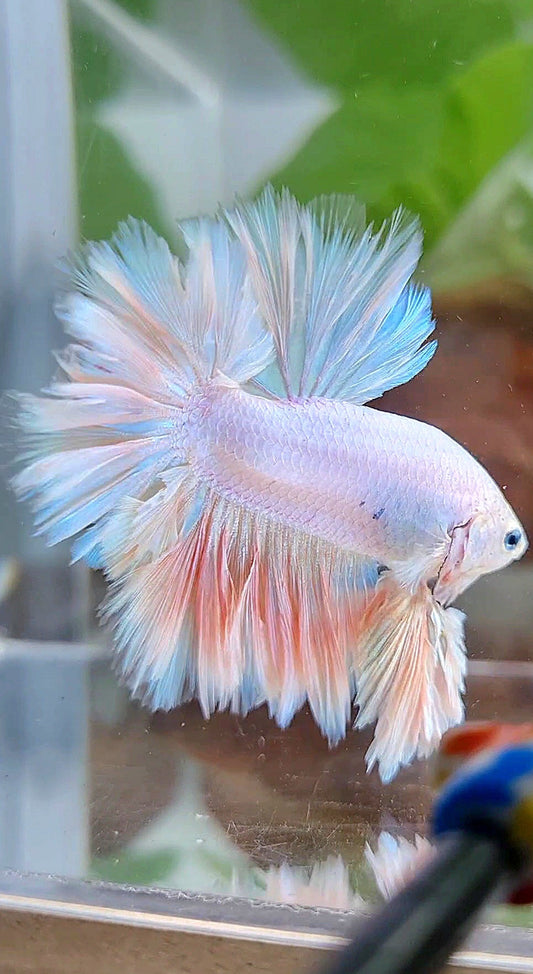 LUXURY KING FEATHER TAIL HALFMOON PASTEL BETTA FISH