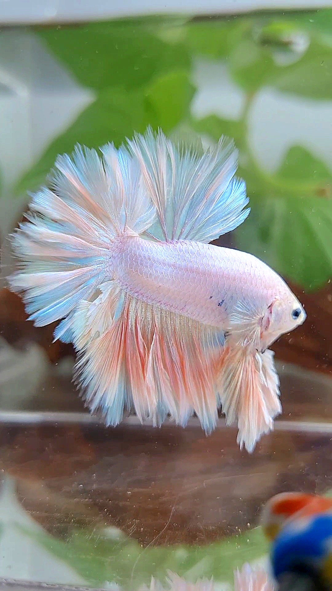LUXURY KING FEATHER TAIL HALFMOON PASTEL BETTA FISH