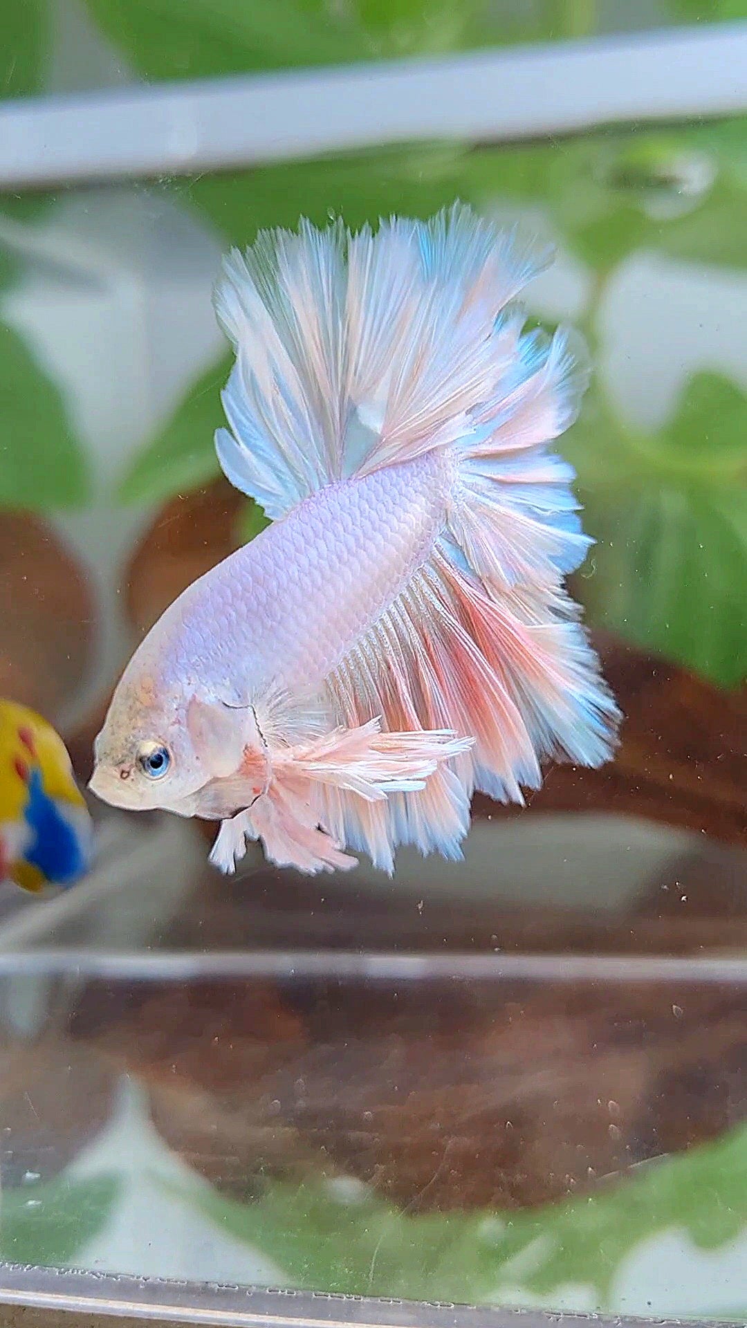 LUXURY KING FEATHER TAIL HALFMOON PASTEL BETTA FISH