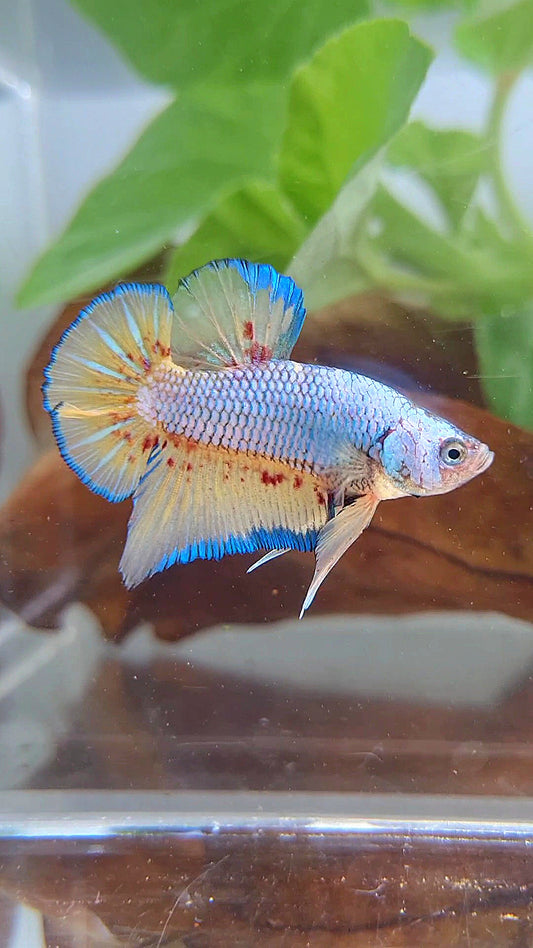 PLAKAT VANDA BLUE VIOLET BETTA FISH minus warts