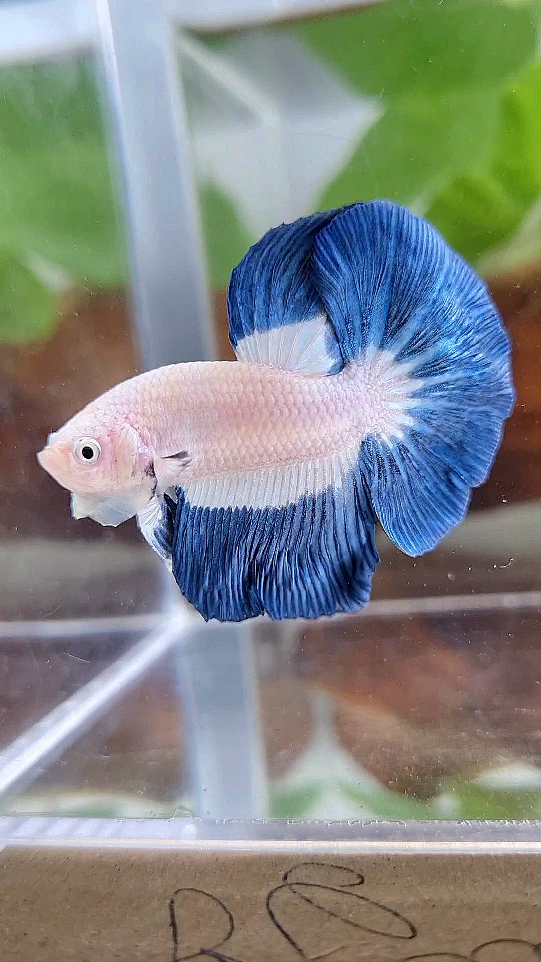 HALFMOON BLUE RIM BUTTERFLY BETTA FISH