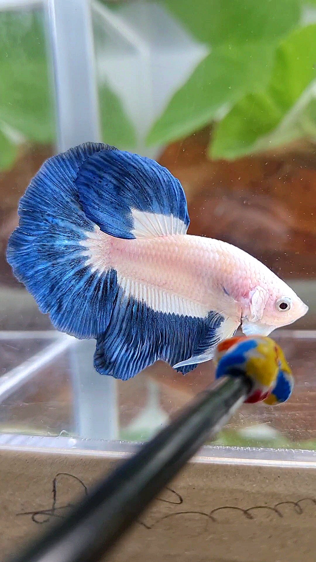 HALFMOON BLUE RIM BUTTERFLY BETTA FISH