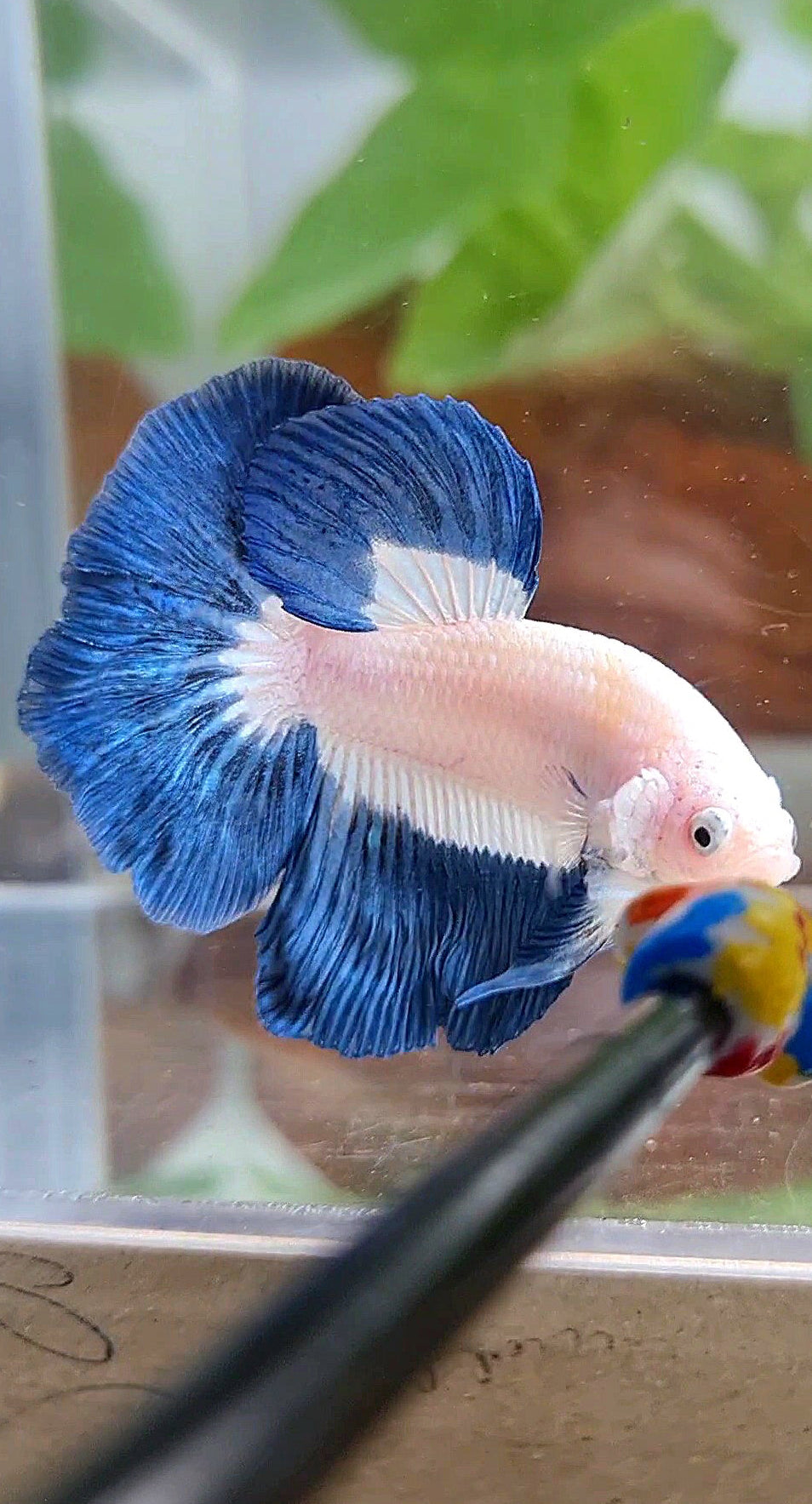 HALFMOON BLUE RIM BUTTERFLY BETTA FISH
