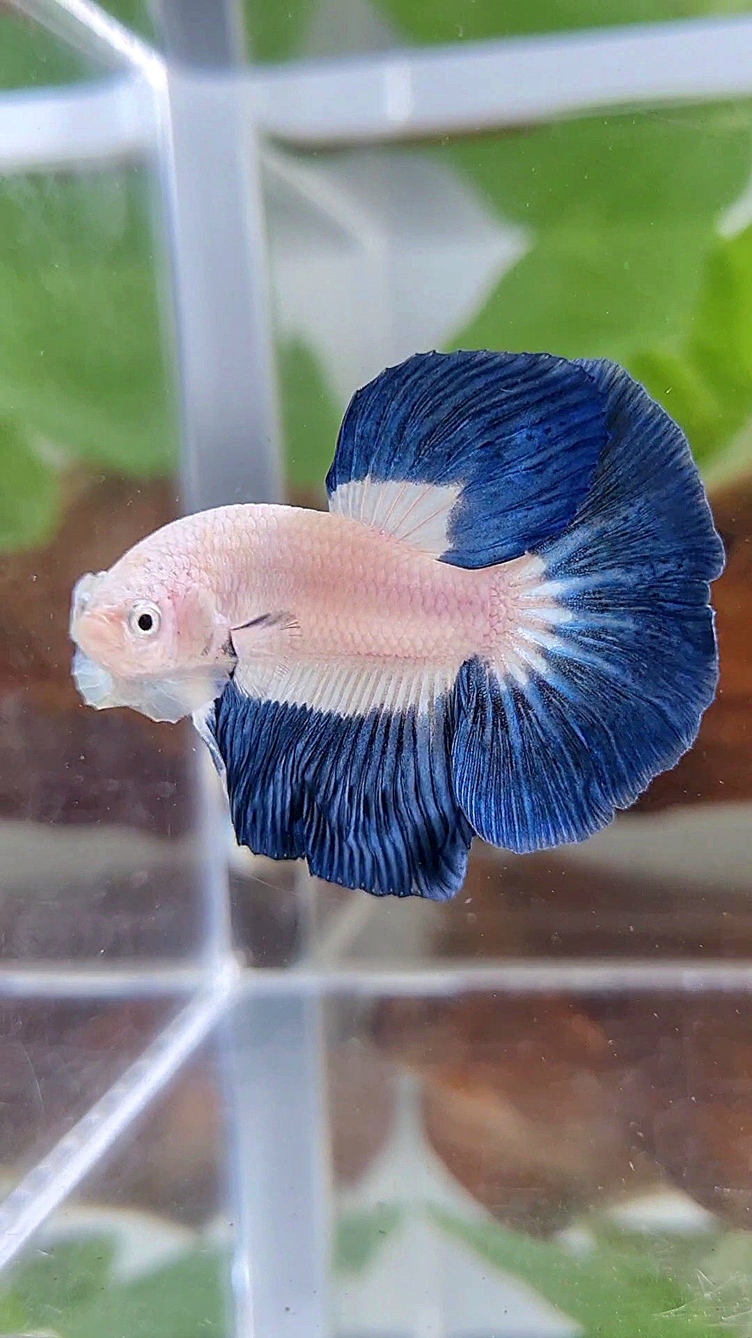 HALFMOON BLUE RIM BUTTERFLY BETTA FISH