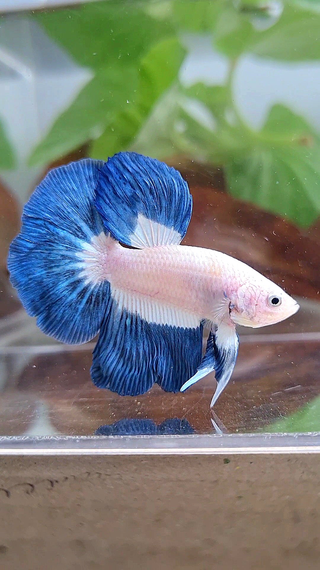 HALFMOON BLUE RIM BUTTERFLY BETTA FISH