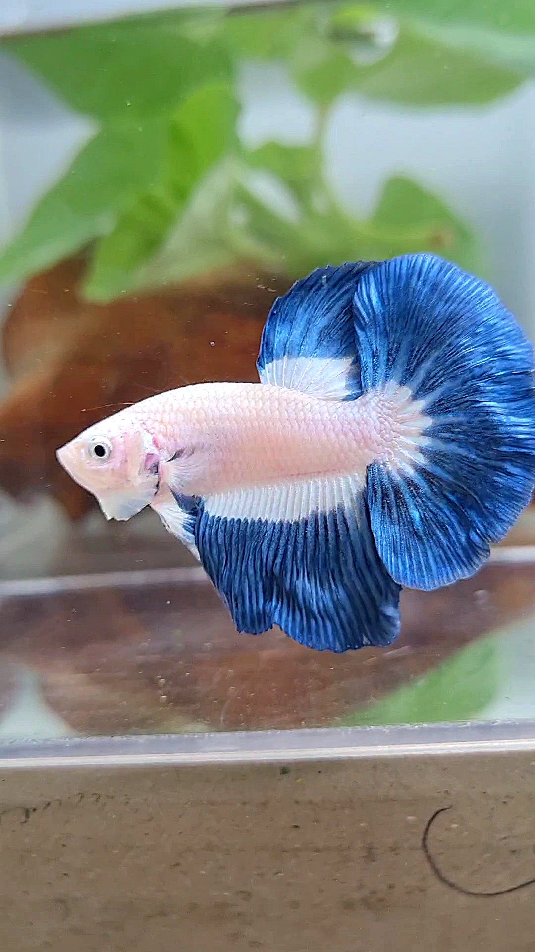 HALFMOON BLUE RIM BUTTERFLY BETTA FISH