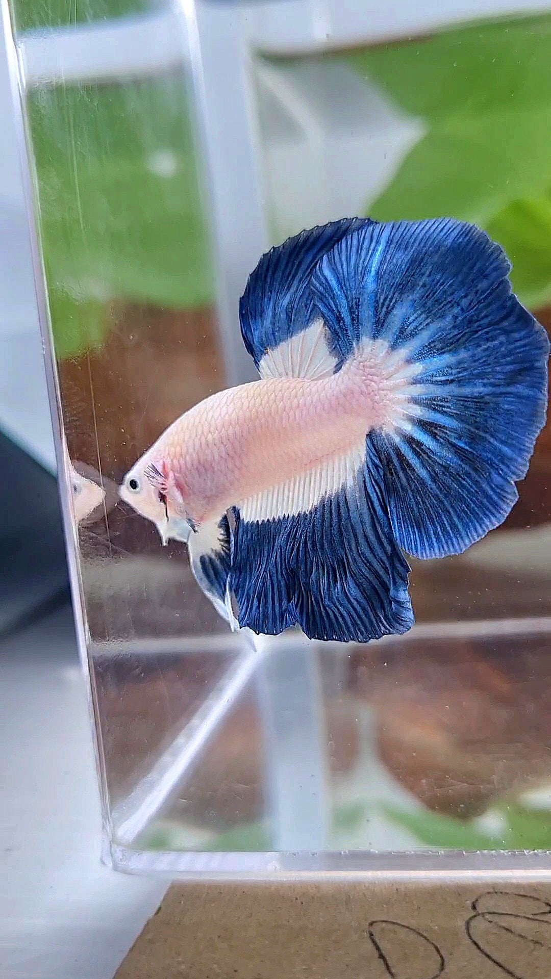 HALFMOON BLUE RIM BUTTERFLY BETTA FISH