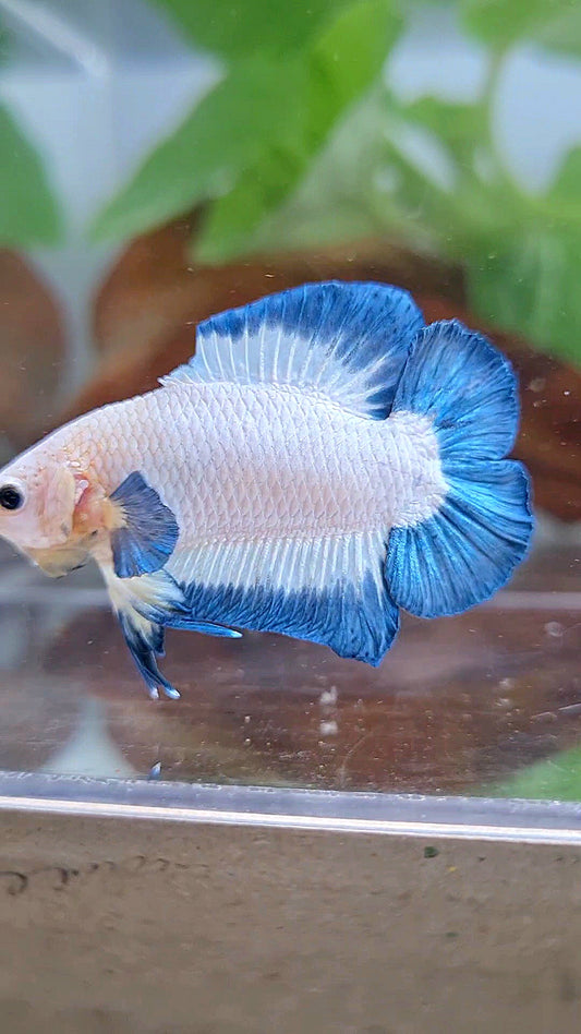 PLAKAT DOUBLE TAIL BLUE RIM BUTTERFLY BETTA FISH