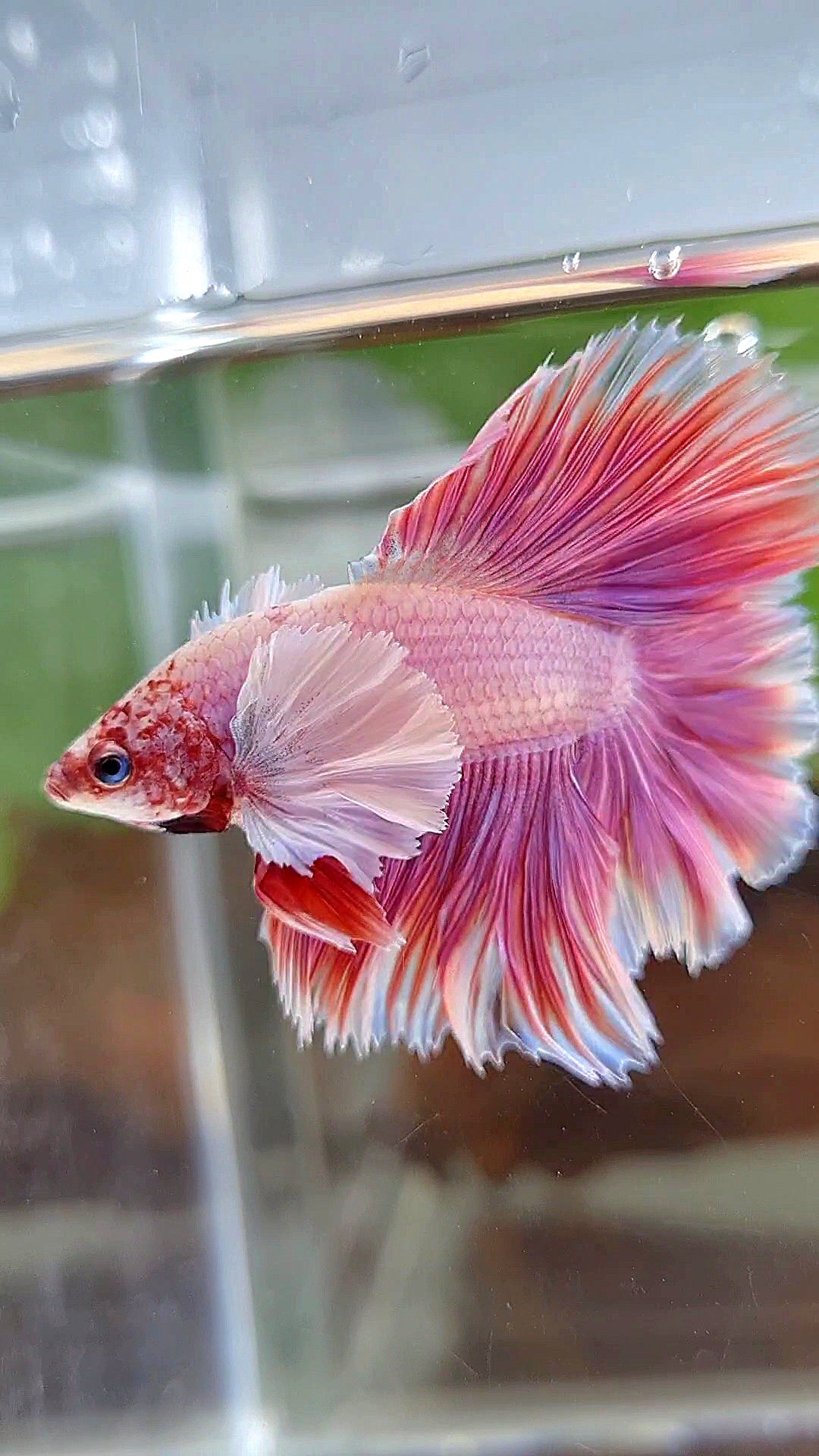 LUXURY HALFMOON DOUBLE TAIL DUMBO EAR PINK BETTA FISH