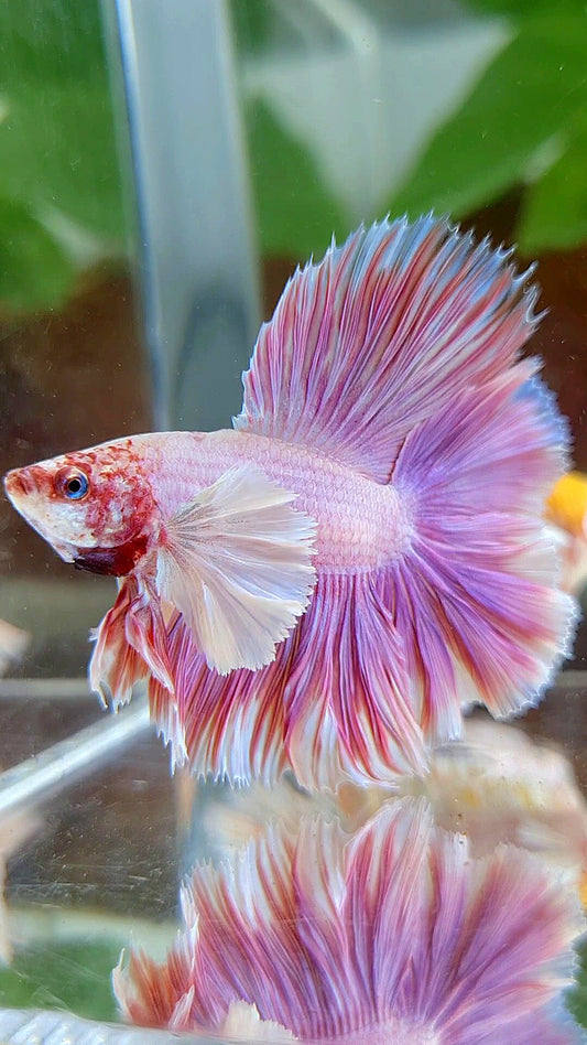 LUXURY HALFMOON DOUBLE TAIL DUMBO EAR PINK BETTA FISH