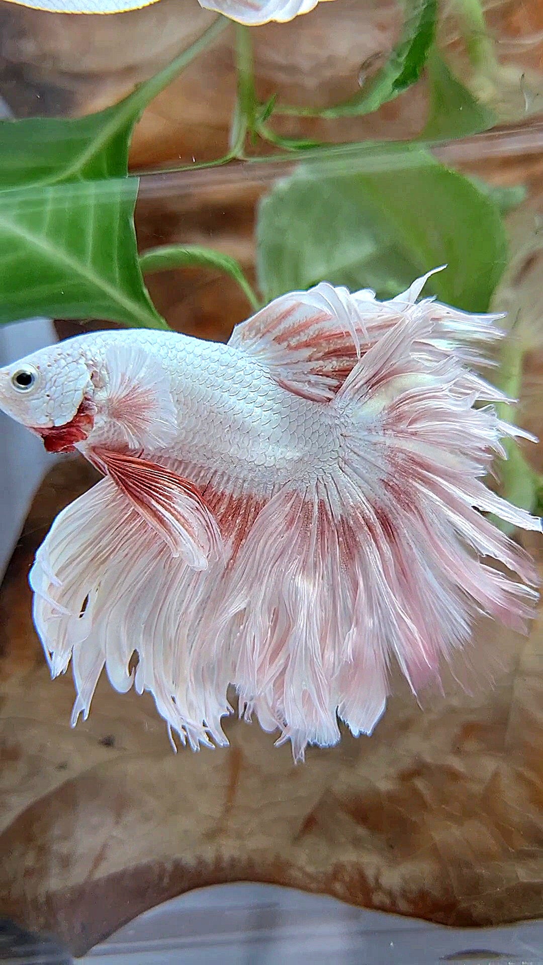XL HALFMOON FEATHER TAIL PEACH DRAGON PATTERN BETTA FISH