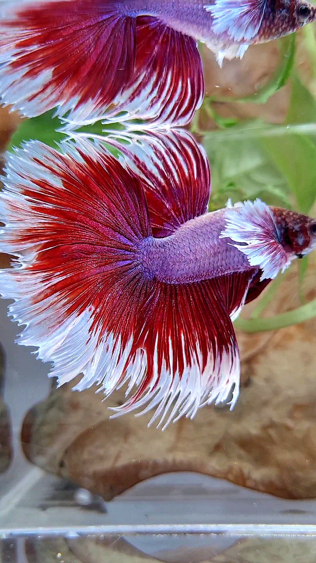 XL HALFMOON CROWNTAIL DUMBO EAR RED PURPLE MAGENTA BETTA FISH
