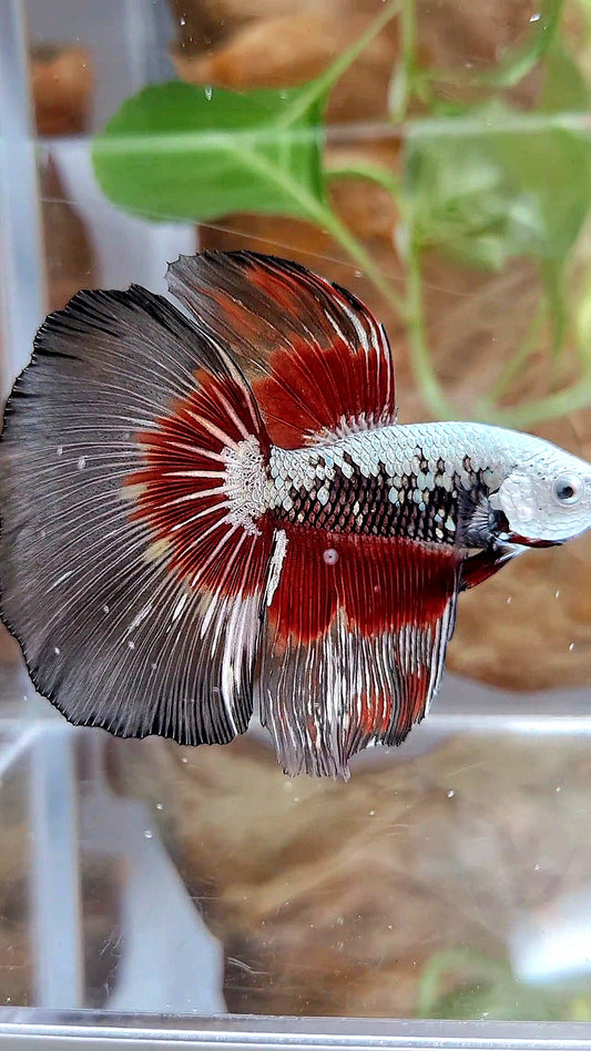 XL HALFMOON ROSETAIL BLACK SAMURAI SNOW RED PATTERN BETTA FISH