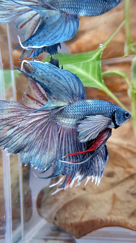 HALFMOON DUMBO EAR SUPER COPPER BETTA FISH minus tail