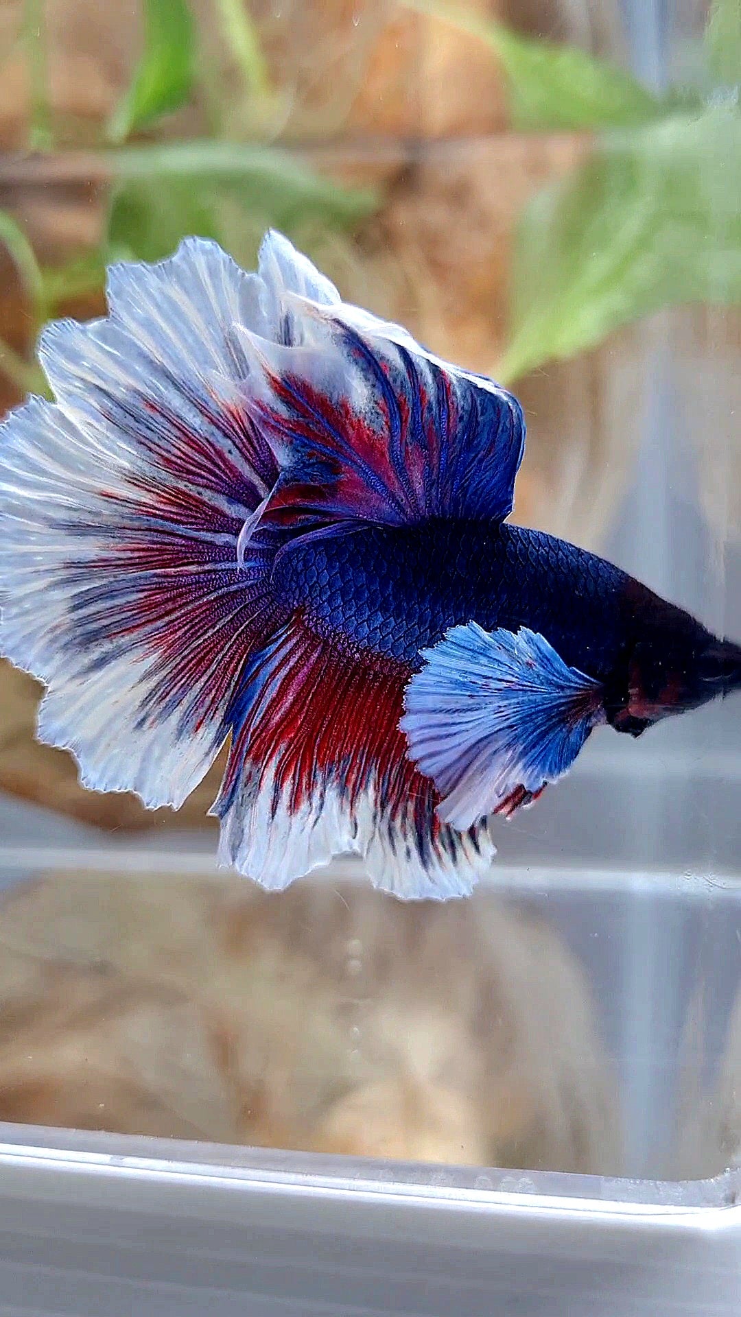 HALFMOON DUMBO EAR ROSETAIL PURPLE BUTTEFLY BETTA FISH