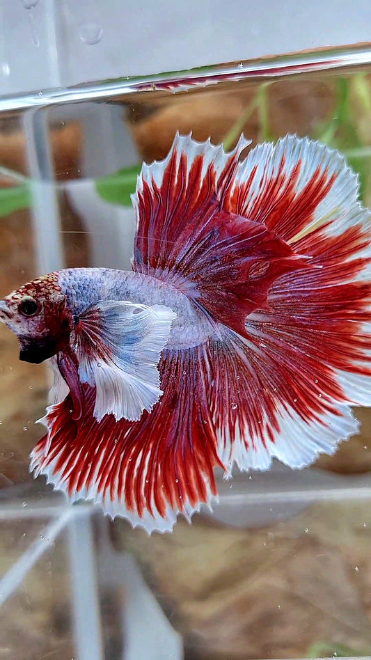 XL HALFMOON SUPER DUMBO EAR ROSETAIL RED PURPLE FISH