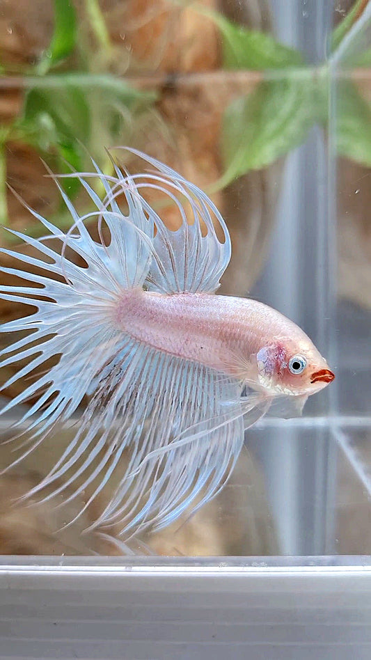 CROWNTAIL WHITE RED LIPS UNIQUE BETTA FISH