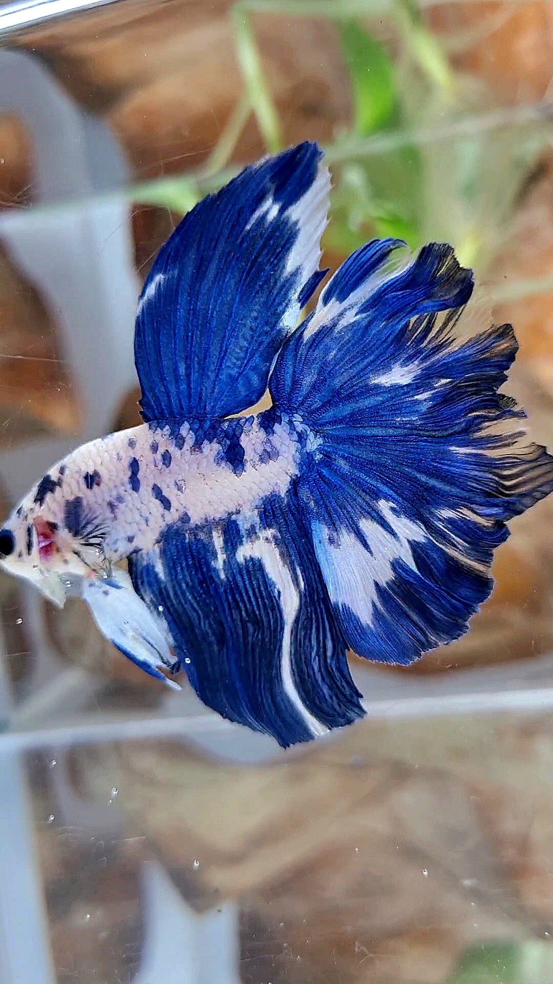 HALFMOON ROSETAIL BLUE DOTS MARBLE BETTA FISH