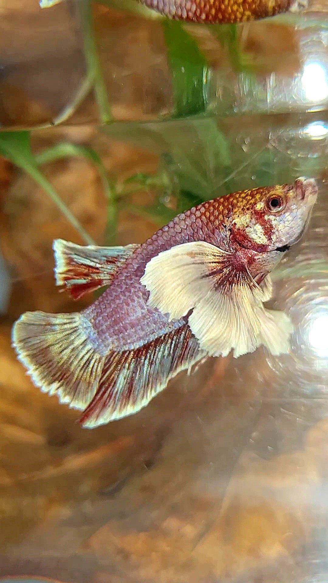 PLAKAT DUMBO EAR PURPLE BETTA FISH