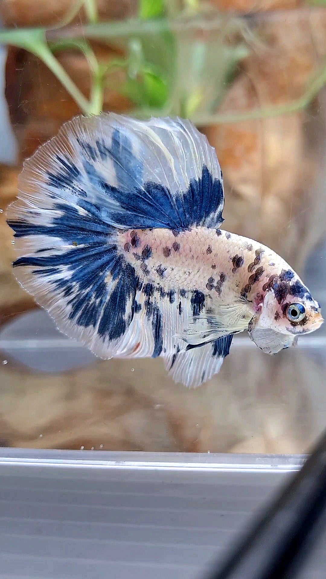 HALFMOON ROSETAIL SUPER DOTS BLUE MARBLE BETTA FISH