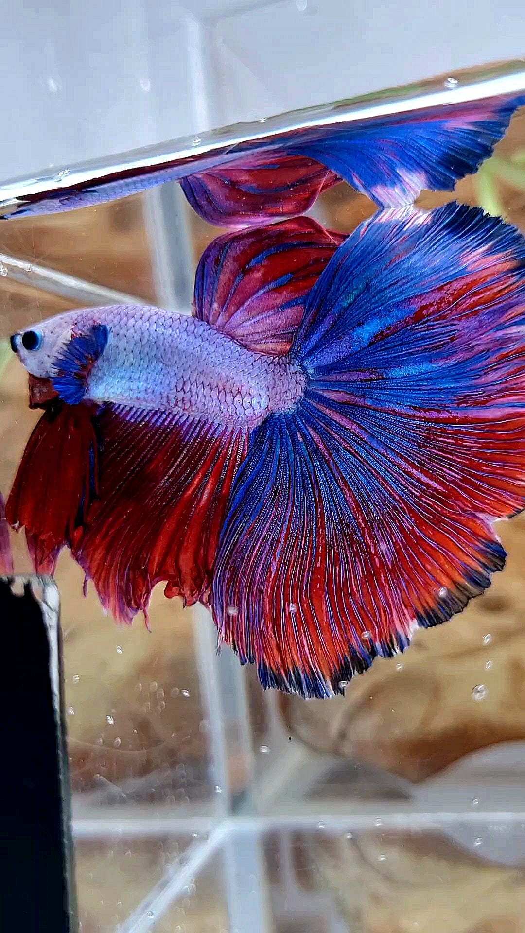 XL HALFMOON OVERTAIL ROSETAIL PURPLE BLUE FANCY RIM BETTA FISH
