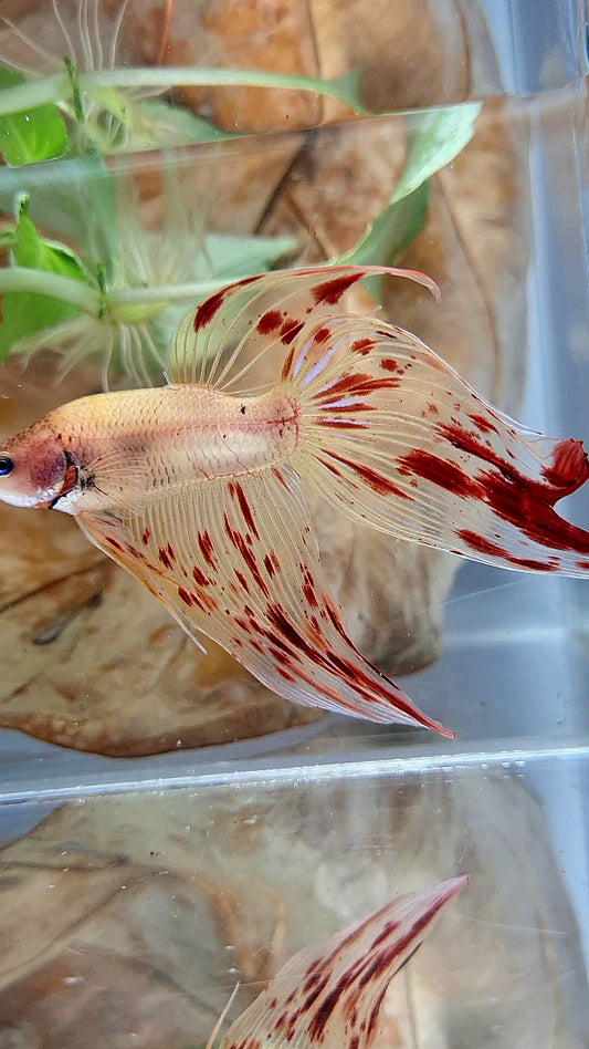 VEILTAIL ARMAGEDDON BETTA FISH