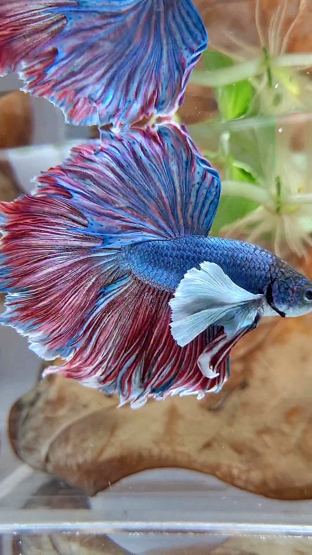 XL HALFMOON SUPER DUMBO EAR FEATHER BLUE RED PURPLE BETTA FISH