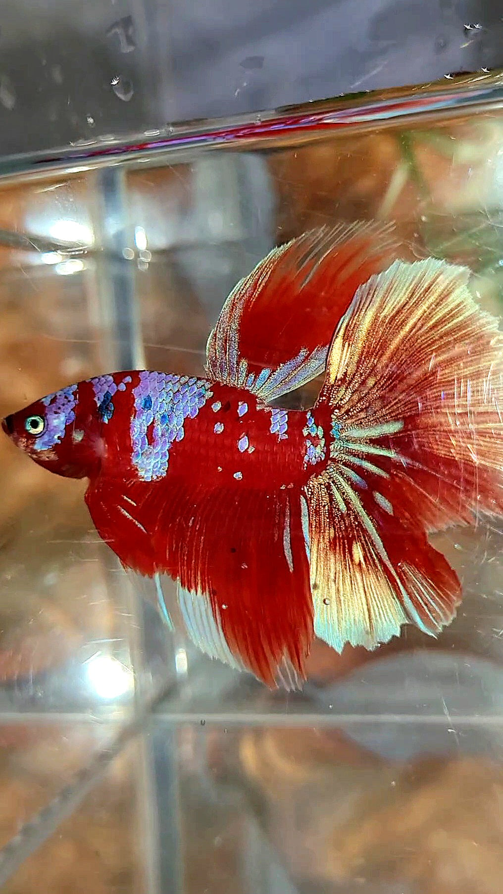 HALFMOON ROSETAIL BARONGSAI RED PURPLE GALAXY MULTICOLOR BETTA FISH