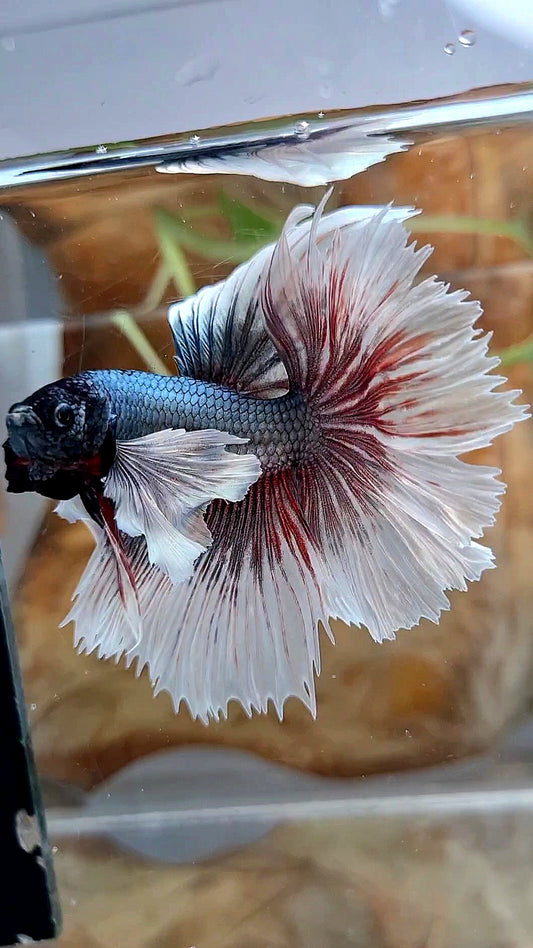 HALFMOON DUMBO EAR ROSETAIL COPPER BUTTERFLY BETTA FISH