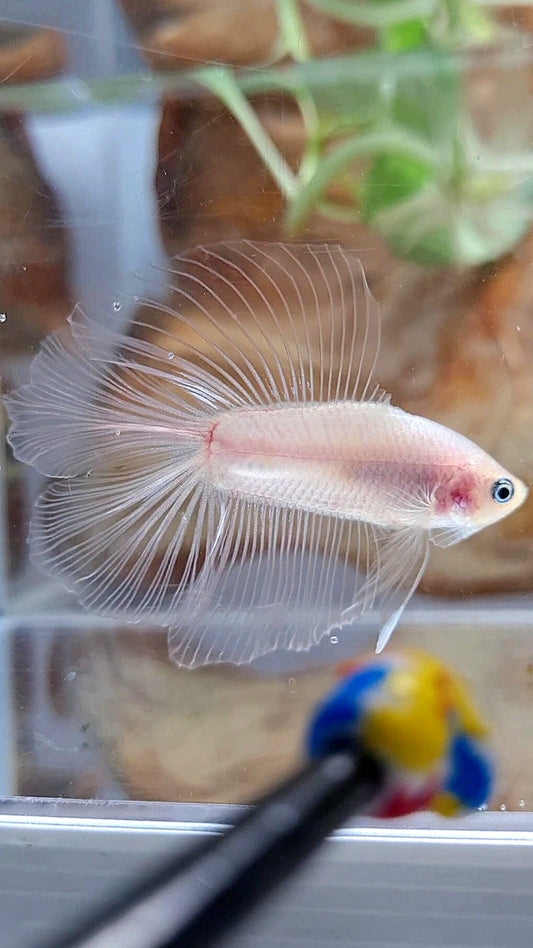 HALFMOON DOUBLE TAIL CELLOPHANE TRANSPARENT BETTA FISH