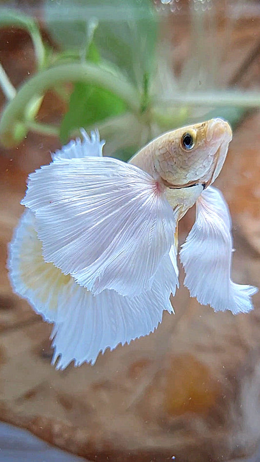 HMPK SUPER DUMBO EAR GOLD BUTTERFLY BETTA FISH