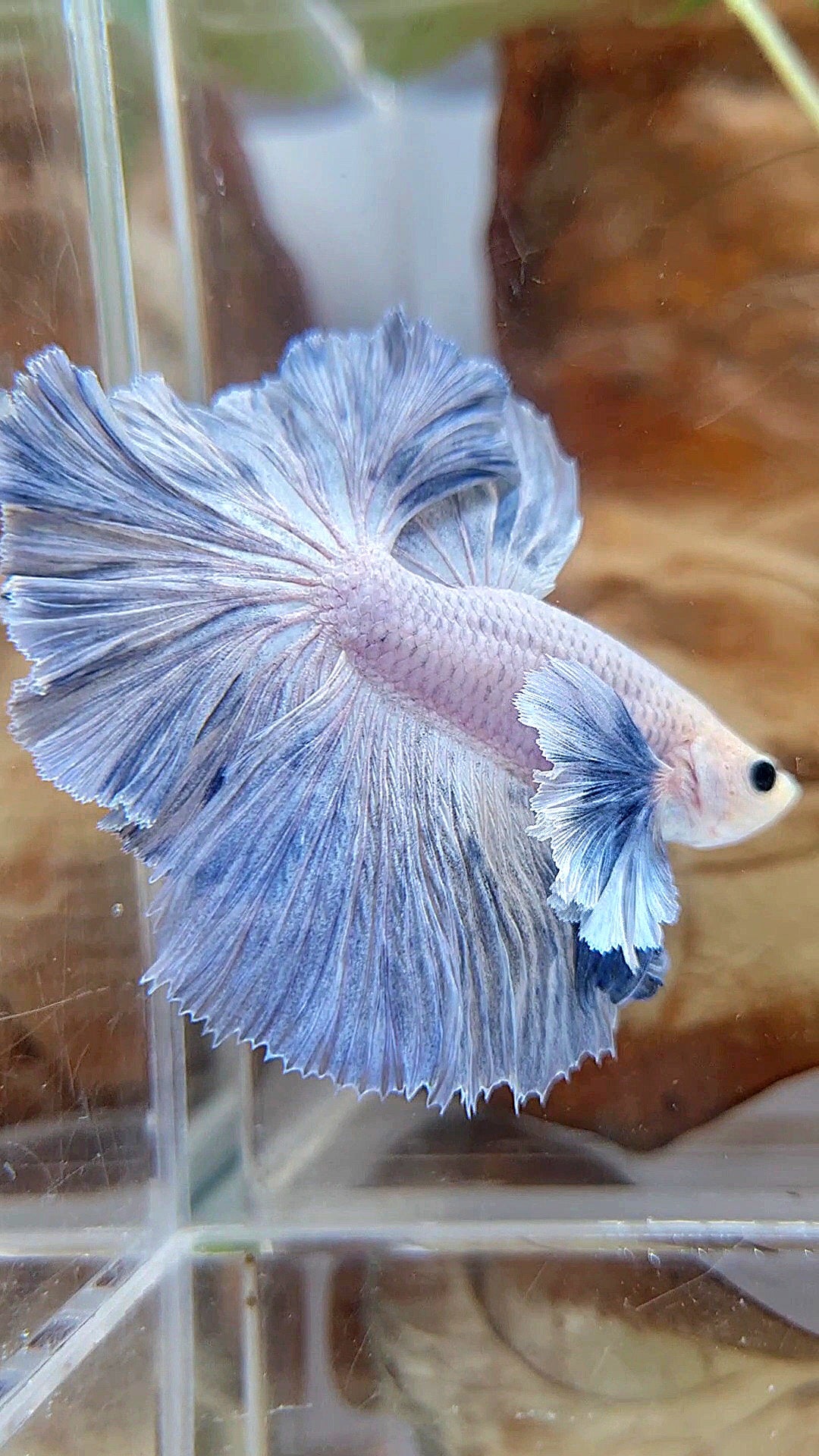 HALFMOON SUPER DUMBO EAR ROSETAIL BLUE GRIZZLE BETTA FISH