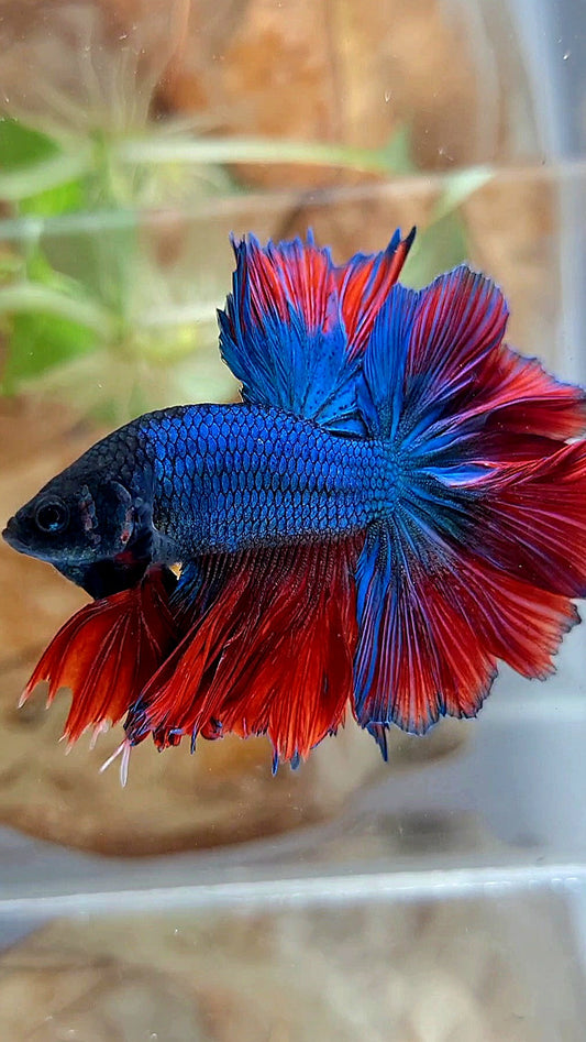 KING ROSETAIL HALFMOON BLUE RED BETTA FISH