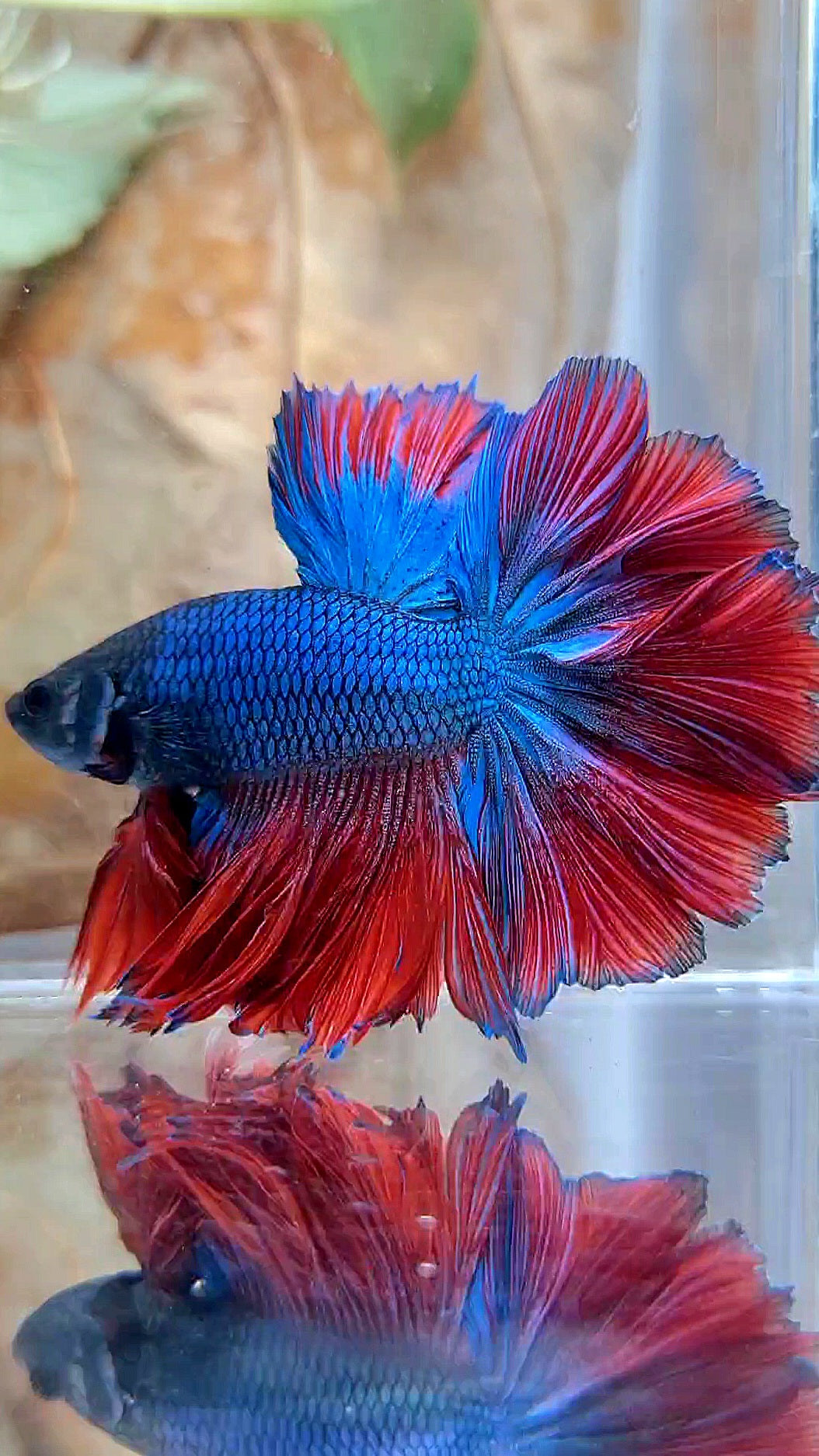 KING ROSETAIL HALFMOON BLUE RED BETTA FISH