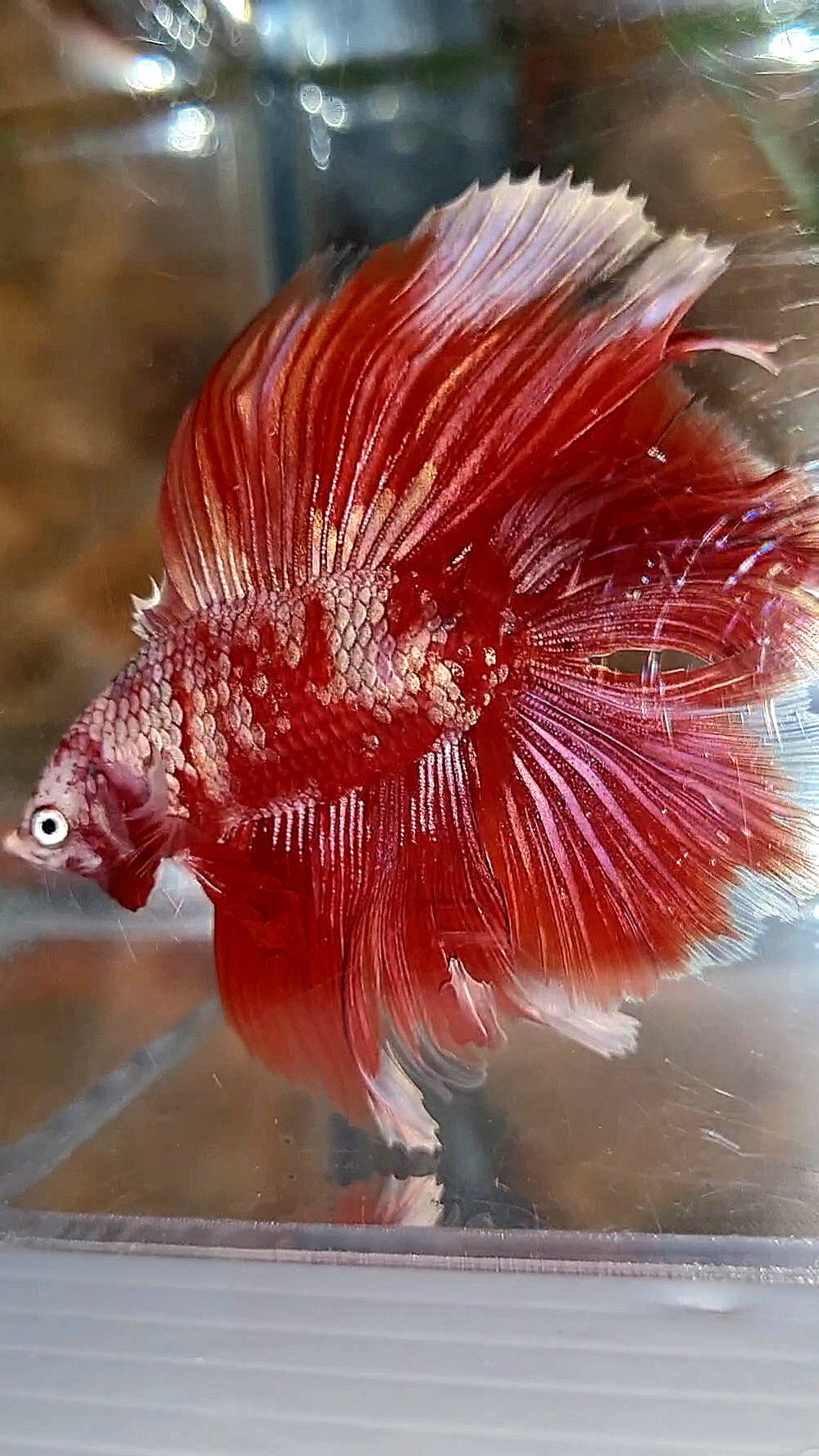HALFMOON DOUBLE TAIL BIG EAR RED GOLD GALAXY RGG SNOW BETTA FISH