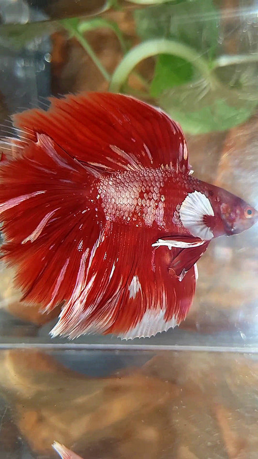 LUXURY HALFMOON BIG EAR DOUBLE TAIL LINE RED GOLD GALAXY RGG WHITE BETTA FISH